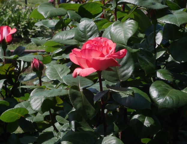 日比谷公園のバラ