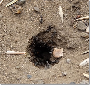 蟻の穴